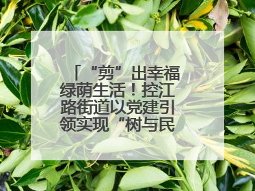 “剪”出幸福绿荫生活！控江路街道以党建引领实现“树与民”双向奔赴