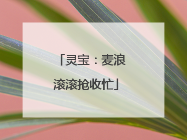 灵宝：麦浪滚滚抢收忙