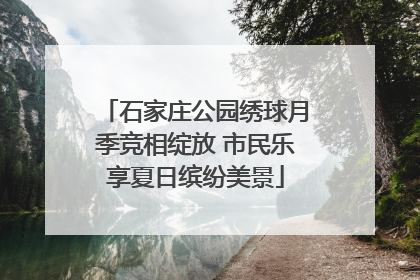 石家庄公园绣球月季竞相绽放 市民乐享夏日缤纷美景