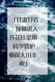 甘肃甘谷：辣椒进入开花挂果期 科学管护确保大田丰收