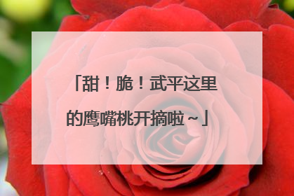 甜！脆！武平这里的鹰嘴桃开摘啦～