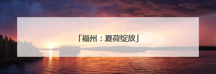 福州：夏荷绽放