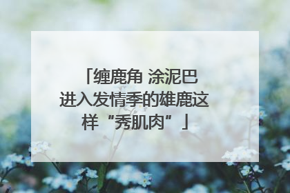 缠鹿角 涂泥巴 进入发情季的雄鹿这样“秀肌肉”