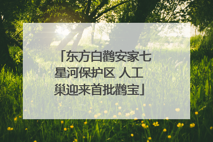 东方白鹳安家七星河保护区 人工巢迎来首批鹳宝