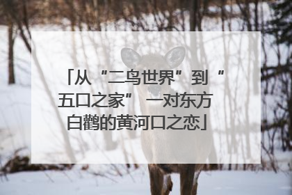 从“二鸟世界”到“五口之家” 一对东方白鹳的黄河口之恋