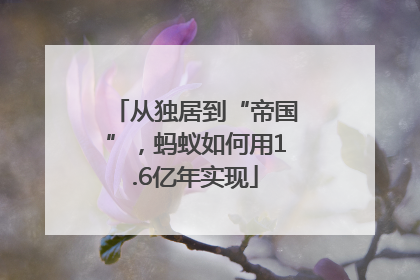 从独居到“帝国”，蚂蚁如何用1.6亿年实现