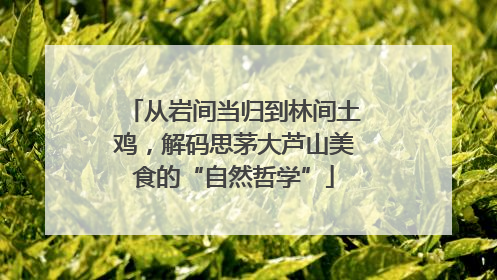 从岩间当归到林间土鸡，解码思茅大芦山美食的“自然哲学”