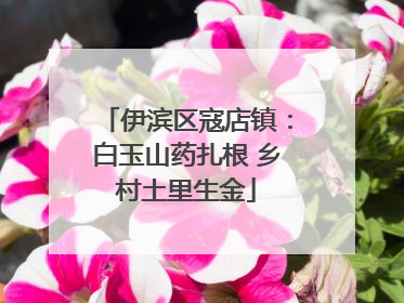 伊滨区寇店镇：白玉山药扎根 乡村土里生金