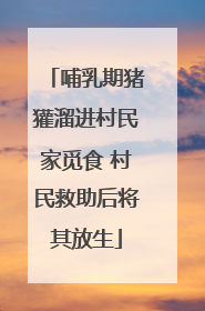 哺乳期猪獾溜进村民家觅食 村民救助后将其放生