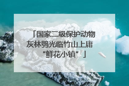 国家二级保护动物灰林鸮光临竹山上庸“鲜花小镇”