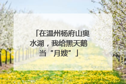 在温州杨府山奥水湖，我给黑天鹅当“月嫂”