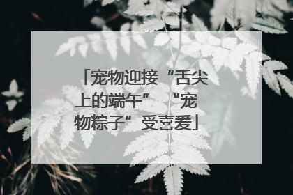宠物迎接“舌尖上的端午” “宠物粽子”受喜爱