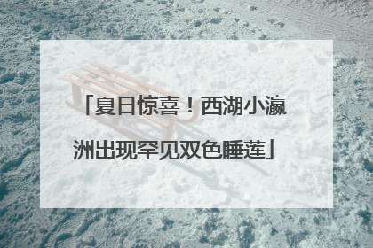 夏日惊喜！西湖小瀛洲出现罕见双色睡莲