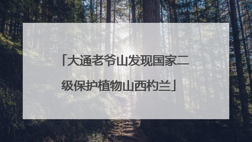 大通老爷山发现国家二级保护植物山西杓兰