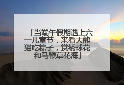 当端午假期遇上六一儿童节，来看大熊猫吃粽子，赏绣球花和马鞭草花海