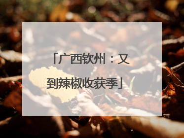 广西钦州：又到辣椒收获季