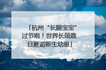 杭州“长腿宝宝”过节啦！世界长颈鹿日邂逅新生幼崽