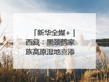 新华全媒+｜西藏：黑颈鹤家族高原湿地喜添“萌宝”