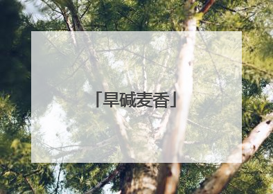 旱碱麦香