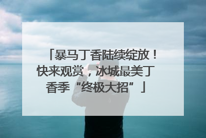 暴马丁香陆续绽放！快来观赏，冰城最美丁香季“终极大招”