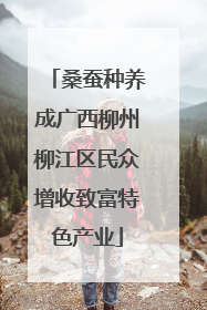 桑蚕种养成广西柳州柳江区民众增收致富特色产业
