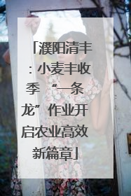 濮阳清丰：小麦丰收季 “一条龙”作业开启农业高效新篇章