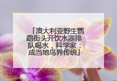 澳大利亚野生鹦鹉街头开饮水器排队喝水，科学家：成当地鸟界传统