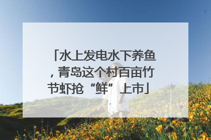 水上发电水下养鱼，青岛这个村百亩竹节虾抢“鲜”上市