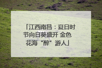 江西南昌：夏日时节向日葵盛开 金色花海“醉”游人