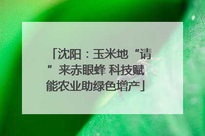 沈阳：玉米地“请”来赤眼蜂 科技赋能农业助绿色增产