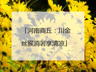 河南商丘：川金丝猴消暑享清凉