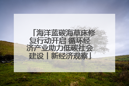 海洋蓝碳海草床修复行动开启 循环经济产业助力低碳社会建设丨新经济观察