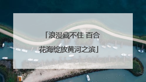 浪漫藏不住 百合花海绽放黄河之滨