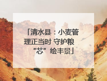 清水县：小麦管理正当时 守护粮“芯”绘丰景