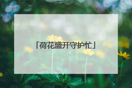 荷花盛开守护忙