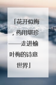 花开似梅，药用堪珍——走进榆叶梅的诗意世界