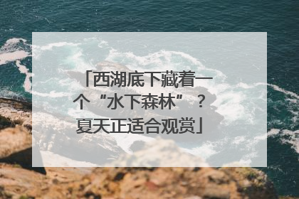 西湖底下藏着一个“水下森林”？夏天正适合观赏