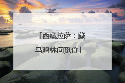 西藏拉萨：藏马鸡林间觅食