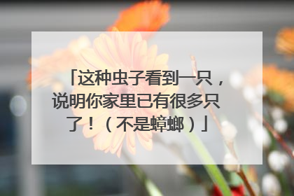 这种虫子看到一只，说明你家里已有很多只了！（不是蟑螂）