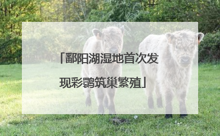 鄱阳湖湿地首次发现彩鹮筑巢繁殖