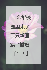 金华校园里来了三只新疆籍“插班羊”！