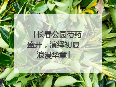 长春公园芍药盛开，演绎初夏浪漫华章