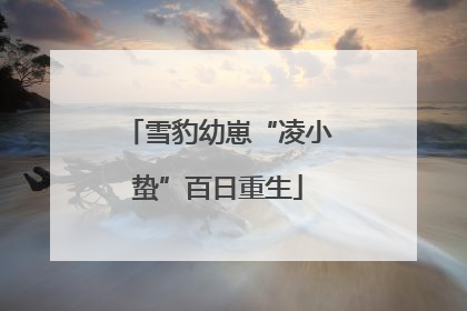 雪豹幼崽“凌小蛰”百日重生