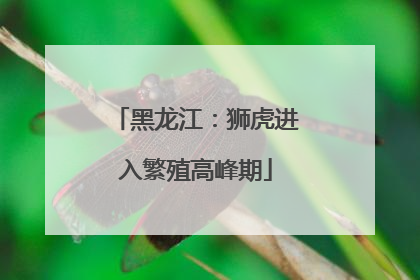 黑龙江：狮虎进入繁殖高峰期